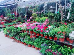 -平吉花卉市场