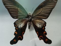 -上海昆虫博物馆