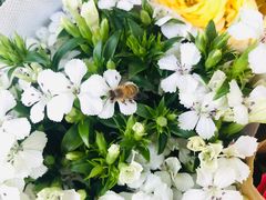 -曲阳花鸟市场(曲阳路店)
