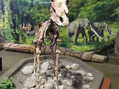 -陕西自然博物馆