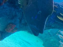 -悉尼海洋生物水族馆