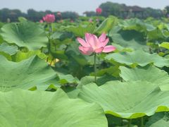-荷塘月色湿地公园·向阳花洲