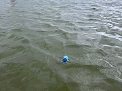 -碧海金沙