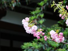 -西安青龙寺遗址景区