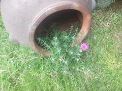 -忆江南·临江鱼馆