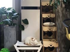 -东方名猫馆·英短金渐层布偶猫舍(环线广场1号楼店)