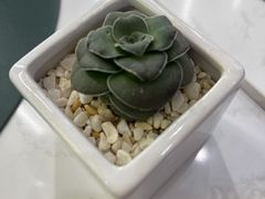 -猫王榴莲世家(三里屯SOHO商场店)