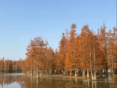 -白鹭湾湿地公园