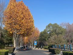 -合肥滨湖国家森林公园