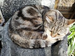 -喵屿·大理花园猫咖