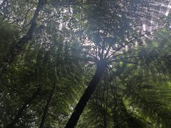 -普洱太阳河森林公园