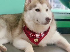 -Husky Go! 哈士奇体验馆·宠物咖啡厅狗咖