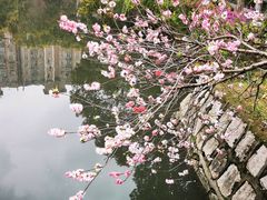 -南汇桃花村