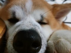 -喜柴咖啡·柴犬狗咖