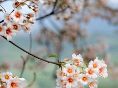 -南山植物园