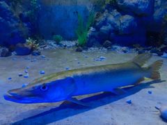 -东方巨龟苑景区