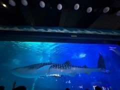 -烟台海昌鲸鲨海洋公园