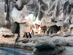 -帝企鹅自助餐厅•儿童岛•真企鹅(长隆企鹅酒店)