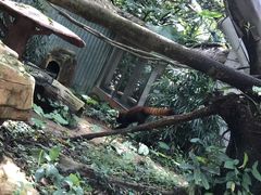 -深圳野生动物园
