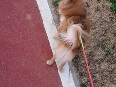 -美联众合动物医院(·中兽医·疑难杂症·严家桥分院)