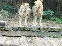 -广州长隆野生动物世界