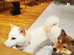 -柴务处·柴犬主题狗咖