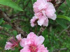 -南国桃园旅游度假区