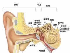 -自然之声助听器·呼吸机(康桥旗舰店)