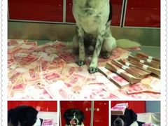 -北京观赏动物医院·24小时大型综合·猫专科·异宠专科