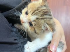 -楼上猫咖(罗湖店)