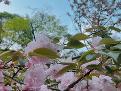 -南山植物园