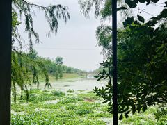 -上海海湾国家森林公园