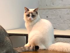 -猫色咖啡·猫咖