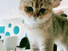 -飞行喵MR PILOT|猫舍·猫咖(静安大融城店)