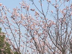 -顾村公园