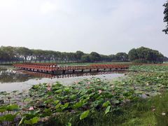 -洪湖生态旅游区