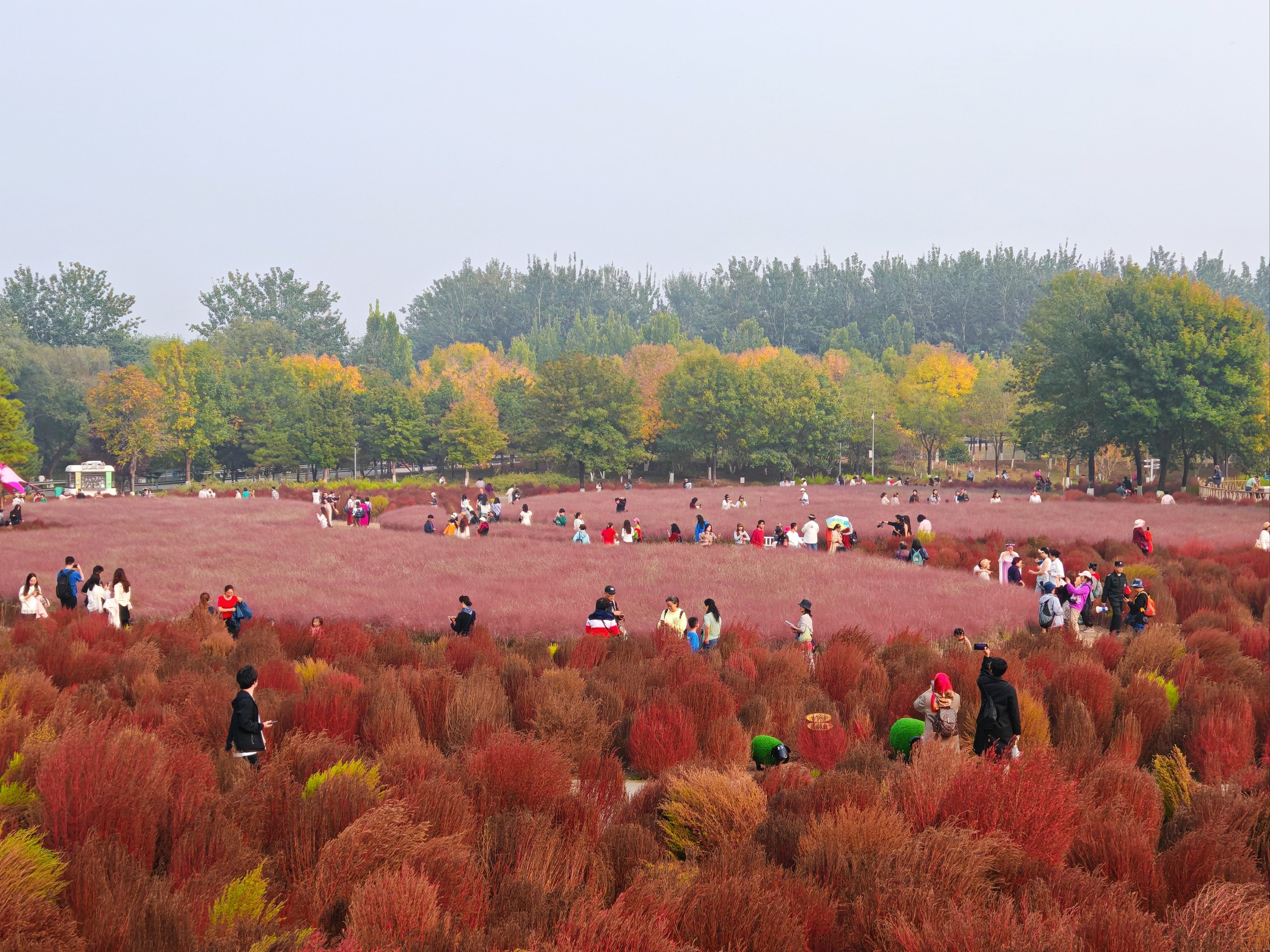 闵行花海公园图片