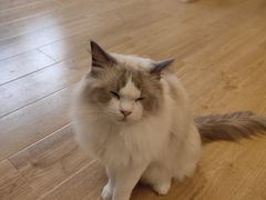 -有喵·猫咖·狗咖·30几只猫10只小狗(岗厦店)