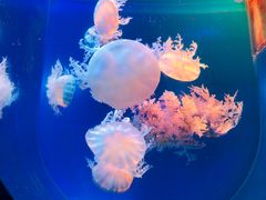 -左海海底世界