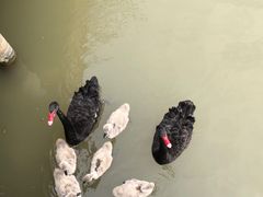 -大湾区中央湿地公园