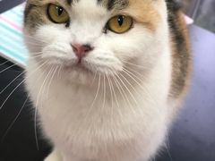 -三花喵·撸猫购宠·宠物生活馆(虹桥南丰城店)