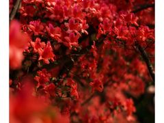 -中国科学院华南植物园