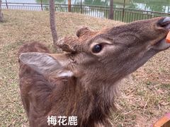 -王借岗森林公园