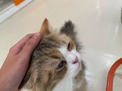 -三花喵·撸猫购宠·宠物生活馆(虹桥南丰城店)