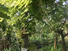 -呀路古热带植物园