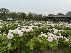 -曹州牡丹园
