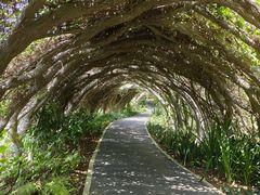 -广西壮族自治区药用植物园