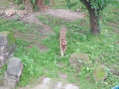 -深圳野生动物园