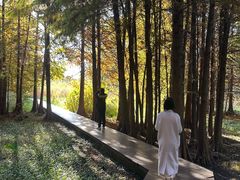 -溱湖国家湿地公园