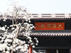 -灵谷景区